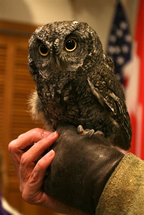 Owls: Stealthy predators – Naturally North Idaho