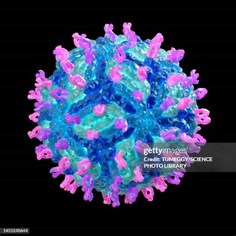 117 West Nile Virus High Res Illustrations - Getty Images