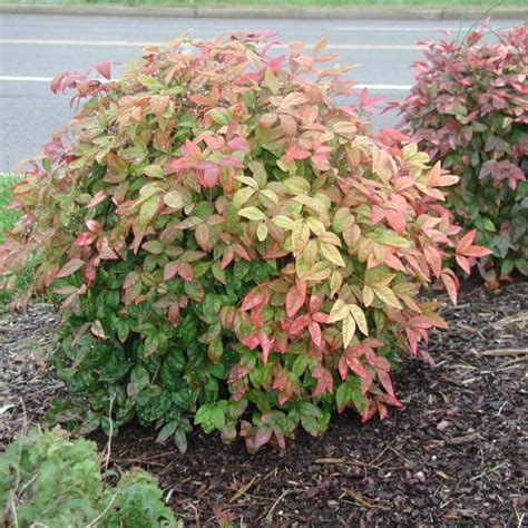 Buy Sacred Bamboo (Nandina Domestica) 15+ seeds online :: Seeds :: HobbySeeds Store