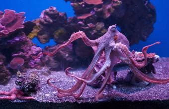 Guide to Keeping a Pet Octopus: Care, Legality, & Enrichment | LoveToKnow Pets