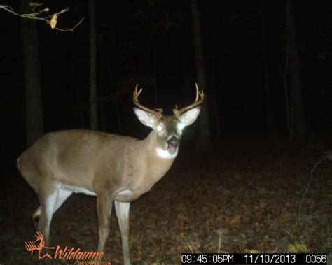 most unique buck on your trail camera - Page 4 - HuntingNet.com Forums