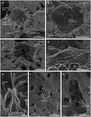 A New Flow-Regulating Cell Type in the Demosponge Tethya wilhelma – Functional Cellular Anatomy ...