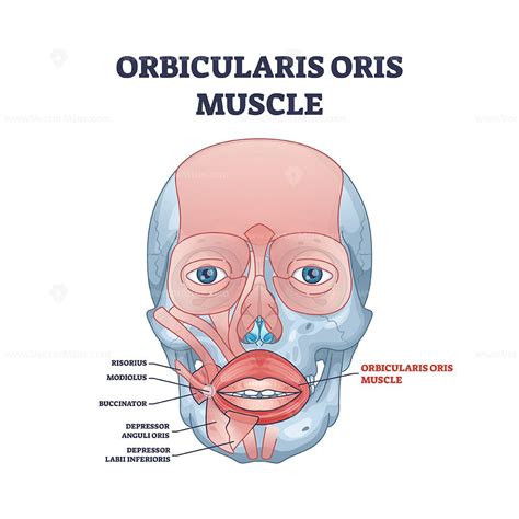 Orbicularis oris muscle complex as lips and mouth muscular system ...