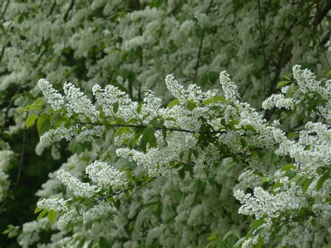 Free Images : tree, branch, blossom, white, flower, bloom, frost, spring, green, herb, produce ...