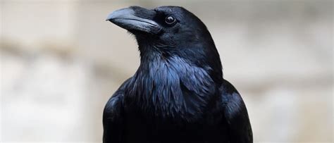 What is a Group of Ravens Called?