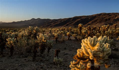 Cholla Cactus Garden at Sunrise - danandholly.com