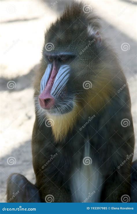 Mandrill Portrait Closeup - Baboon Monkey with Colorful Face Stock ...