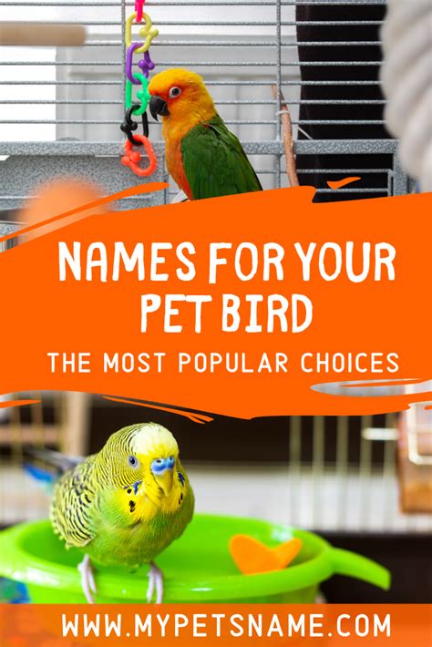 Pet Bird Names | Parakeet names, Love birds pet, Pet bird