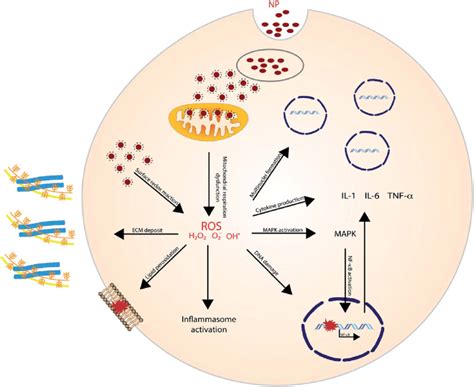 ROS generated oxidative stress elicit a variety of adverse, cellular... | Download Scientific ...