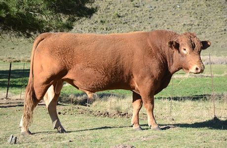 South Devon Cattle Breeders' Society of South Africa