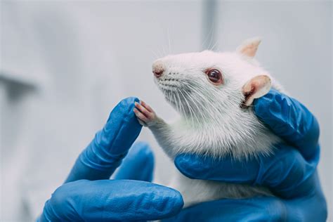 5 Simple Ways to Improve Your Laboratory Rats’ Well-Being - Allentown