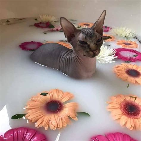 An angry hairless cat bathing in flowers : r/pics