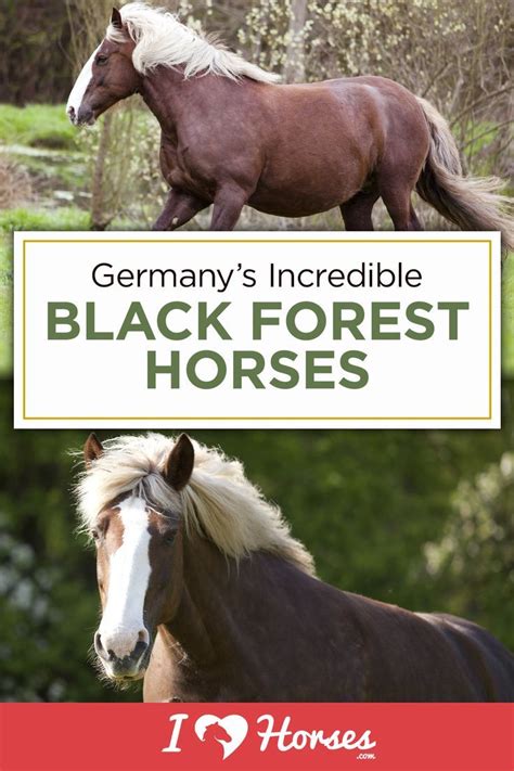 Meet the endangered black forest horse of germany – Artofit