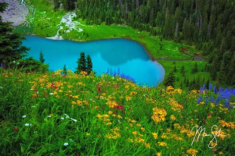 Colorado Wildflowers - Blue Lake, San Juans, Colorado | Mickey Shannon