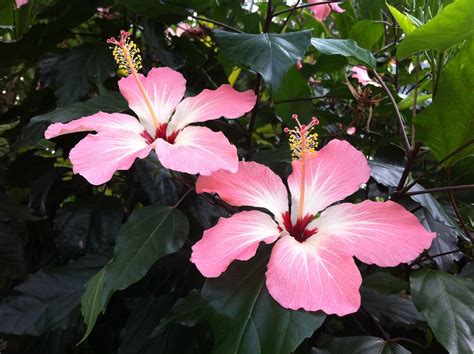 Hibiscus storckii (pink form) | Many of the hibiscus plants … | Flickr