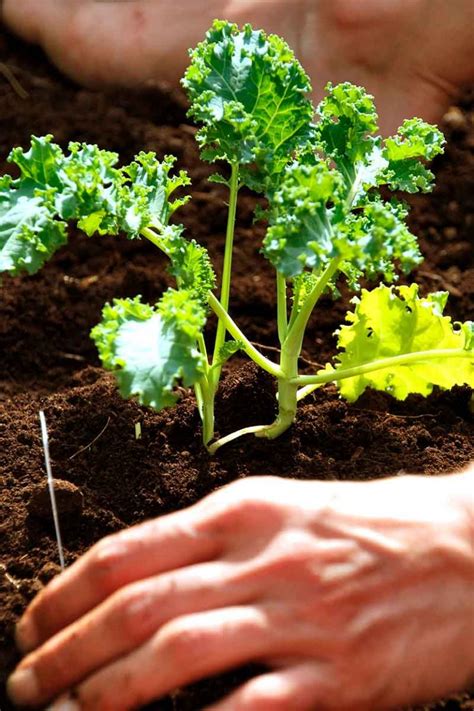 Kale Spacing: How Far Apart to Plant | Gardener's Path