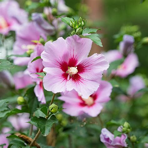 🌿 How to Transplant Rose of sharon? (Ideal time, Methods, and Post Care)