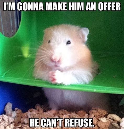 15 Funny Hamster Memes To get You Through Friday | Funny rats, Hamster ...