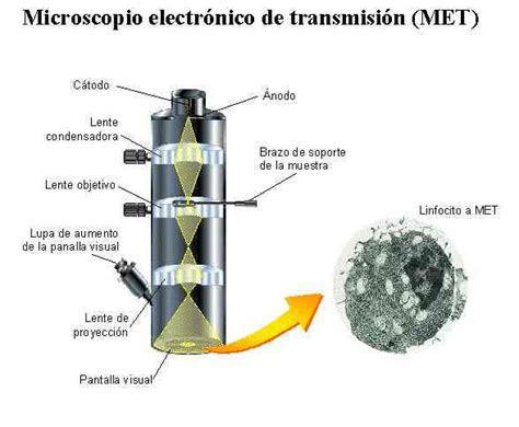 vaso Todos los años cobija microscopio fluorescente y sus partes Bronceado Dar derechos mezcla