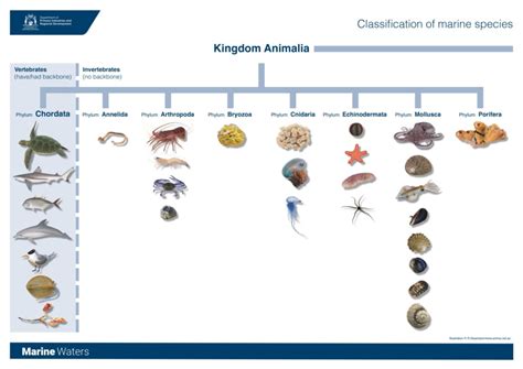 Poster: Marine Classification (Senior) • Department of Primary Industries and Regional Development