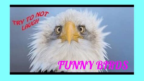 FUNNY BIRDS talking and dancing - YouTube