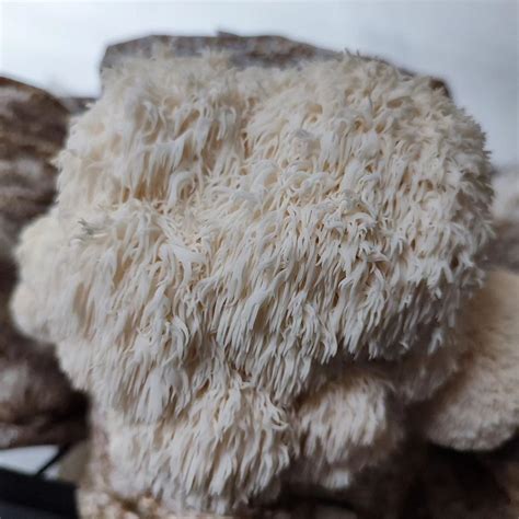 Lion's Mane Mushroom Grow Kit | Pacific Wild Pick