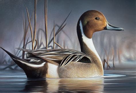 MN Daily Update: Winner of 2023 Federal Duck Stamp Art Contest originally from Upper Midwest ...