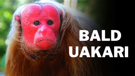 Interesting facts about Bald uakari | Bald uakari 🐒 | Monkey 🐵 | Monkeys | Animal kingdom - YouTube