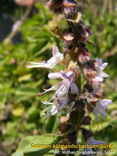 Medicinal Plants: Ocimum kilimandscharicum