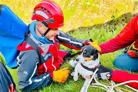 Dog rescued after 60m waterfall plunge | The Standard