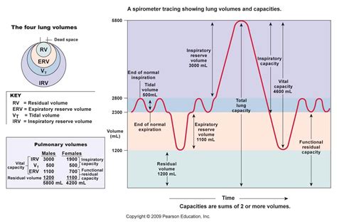 My Biomedical Notebook: Respiratory Physiology