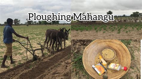 Days in the village | Working in the field | ploughing mahangu | # ...