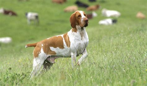 Bracco Italiano - Temperament, Lifespan, Shedding, Puppy