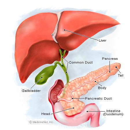 Amylase Deficiency: Causes and Symptoms of Amylase Enzyme Deficiency