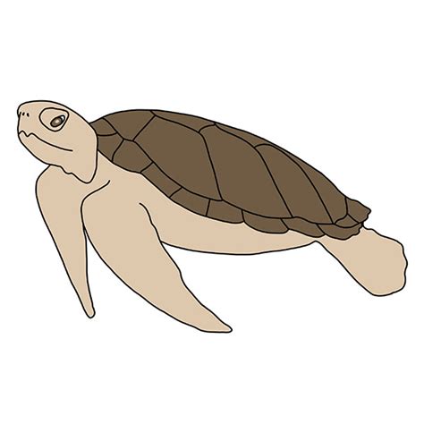 How to Draw a Realistic Turtle - Easy Drawing Tutorial For Kids