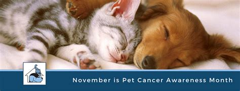 Top 10 Warning Signs of Pet Cancer - Johnson Ranch Animal Clinic