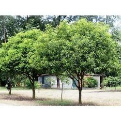 Bakul Tree at Rs 150 | Outdoor Plant in Bhopal | ID: 16700175712