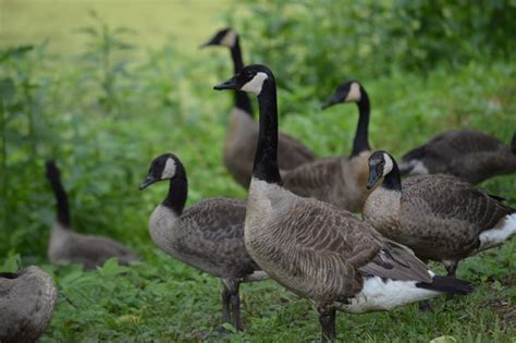 Ducks, Geese, and Waterfowl - Harpers Ferry National Historical Park (U ...