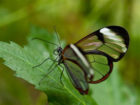 Glasswing butterfly in closeup photo HD wallpaper | Wallpaper Flare