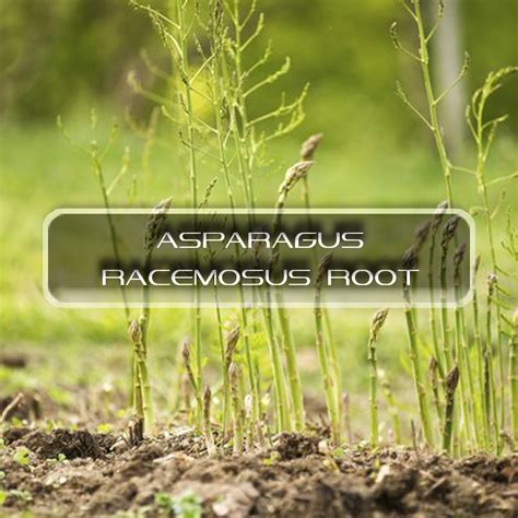 Asparagus Racemosus Root | Interstellar Blends | Activate Your Super ...