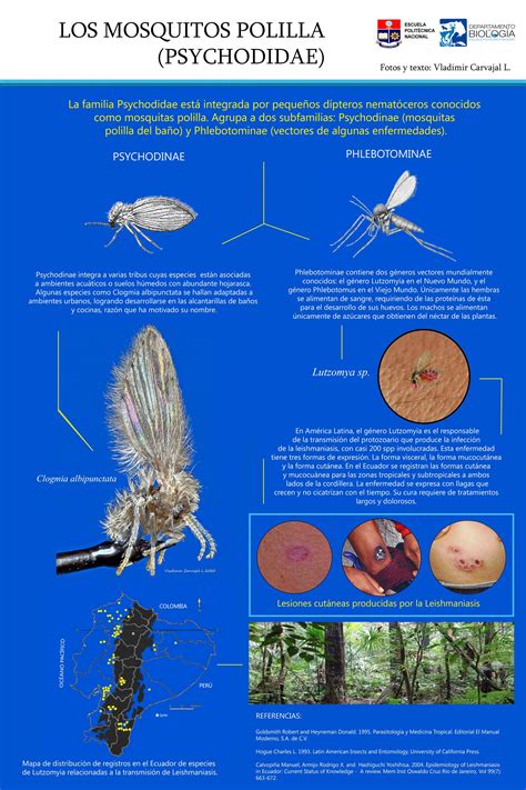 Los mosquitos polilla Psychodidae