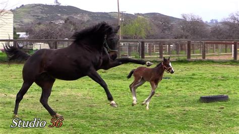 Baby Foal with its Mom - YouTube