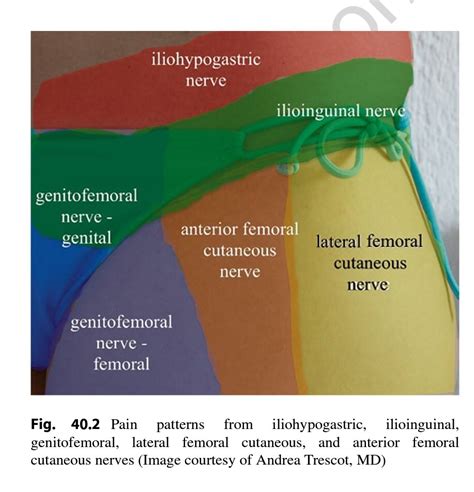 Ilioinguinal Nerve Distribution