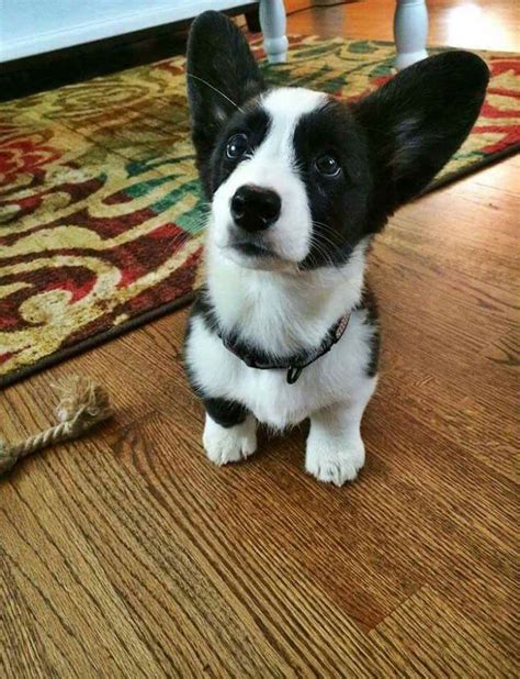 Black And White Corgi Puppies For Sale | PETSIDI