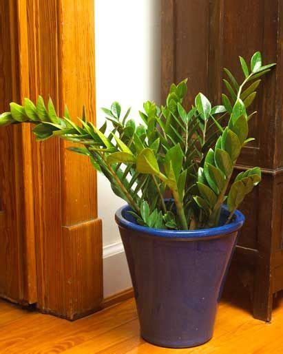 plants of steel: easy to grow houseplants | Everyday Gardeners ...