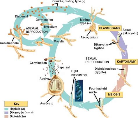 Life Cycle of Ascomycota – The Rocking Blog