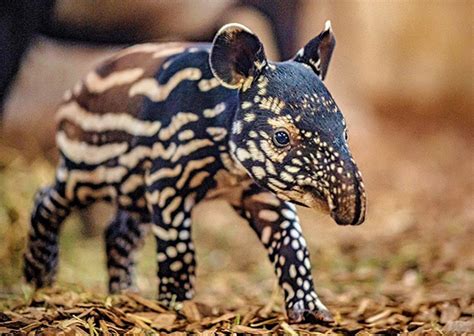 A baby tapir for Chester Zoo - I Love Macc