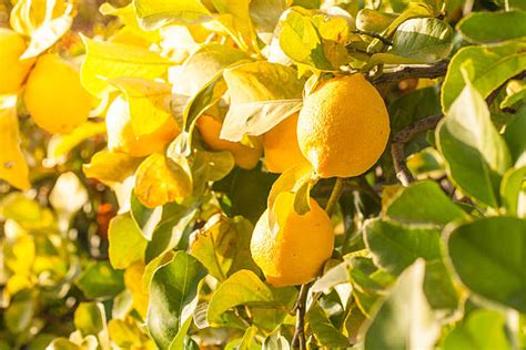 740+ Amalfi Coast Lemon Trees Stock Photos, Pictures & Royalty-Free Images - iStock