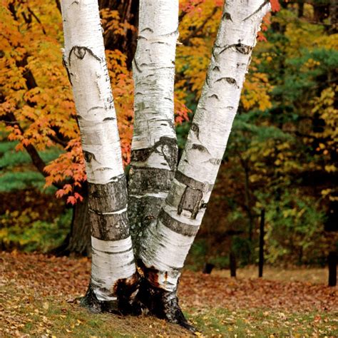 Paper Birch Tree – Green Thumbs Garden