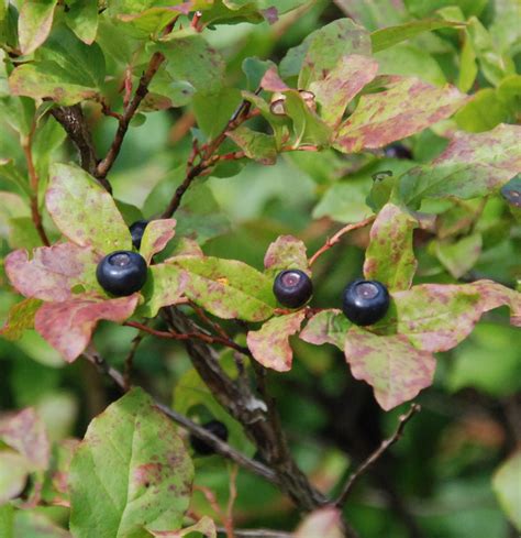 How to pick Huckleberries in the Pacific Northwest | Live. Eat. Travel.